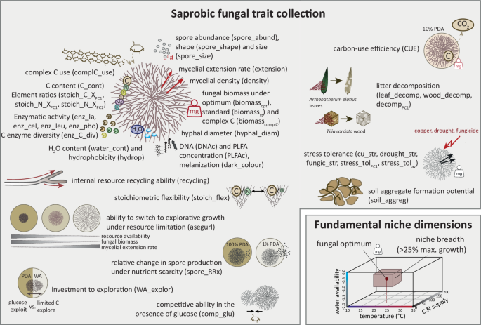 Fungal Strategies: Beyond Macro-Organism Ecological Models