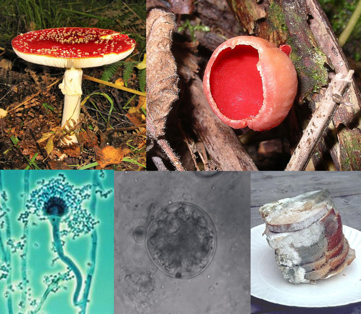 Unlocking Fungal Ecology: Why New Strategy Frameworks Are Key